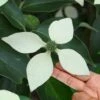 Bernice Evergreen Dogwood Tree (Cornus Angustata) - 2 Gallon Pot -Plant Outlet Store cornus angustata bernice evergreen dogwood tree 8