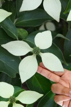 New Release 15 Bernice Evergreen Dogwood Tree (Cornus Angustata) - 2 Gallon Pot
