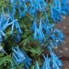 Hillier Porcelain Blue Corydalis - 1 Gallon Pot 1 Hillier Porcelain Blue Corydalis - 1 Gallon Pot -Plant Outlet Store corydalis flexuosa porcelian blue 2