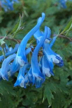 Hillier Porcelain Blue Corydalis - 1 Gallon Pot -Plant Outlet Store corydalis flexuosa porcelian blue 3
