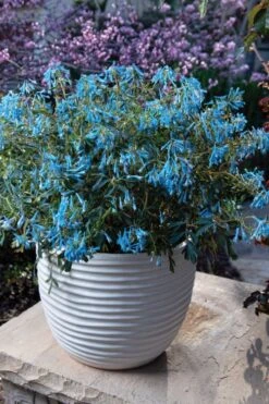 Hillier Porcelain Blue Corydalis - 1 Gallon Pot -Plant Outlet Store corydalis flexuosa porcelian blue 5