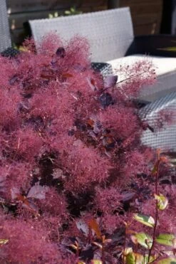 Dusky Maiden Smoke Tree (Single Trunk Topiary) - 7 Gallon Pot (4-5') 10 Dusky Maiden Smoke Tree (Single Trunk Topiary) - 7 Gallon Pot (4-5') -Plant Outlet Store cotinus dusky maiden smoke bush 4