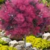 Dusky Maiden Smoke Tree (Single Trunk Topiary) - 7 Gallon Pot (3-4') 1 Dusky Maiden Smoke Tree (Single Trunk Topiary) - 7 Gallon Pot (3-4') -Plant Outlet Store cotinus dusky maiden smoke tree single trunk topiary 1 1