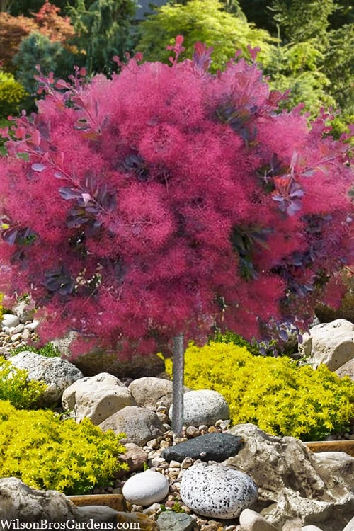 Dusky Maiden Smoke Tree (Single Trunk Topiary) - 7 Gallon Pot (4-5') 3 Dusky Maiden Smoke Tree (Single Trunk Topiary) - 7 Gallon Pot (4-5')