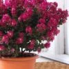 Berry Dazzle Dwarf Crape Myrtle - 2 Gallon Pot -Plant Outlet Store crape myrtle berry dazzle 100