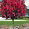 Double Dynamite Crape Myrtle Tree (Single Trunk Tree) - 7 Gallon Pot (5-6') -Plant Outlet Store crape myrtle double dynamite 100