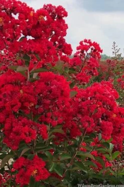 Miss Frances Red Crape Myrtle (Single Trunk Topiary Tree) - 7 Gallon Pot (5-6') -Plant Outlet Store crape myrtle miss frances red 1