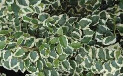 Variegated Creeping Fig - Ficus Pumila 'Variegata' - 6 Pack Of Pint Pots -Plant Outlet Store creeping fig ficus pumila variegata 50