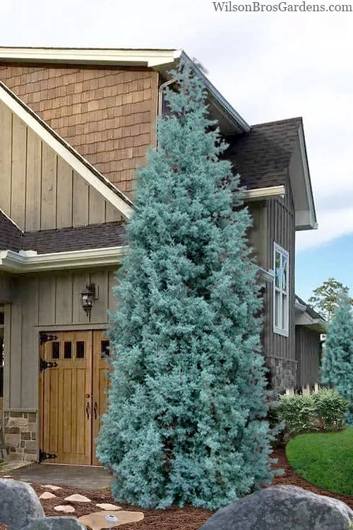 Blue Ice Arizona Cypress - 7 Gallon Pot (5-6') 3 Blue Ice Arizona Cypress - 7 Gallon Pot (5-6')