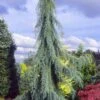 Raywood Weeping Arizona Cypress - 6 Gallon Pot -Plant Outlet Store cupressus arizonica raymonds weeping arizona cypress 1