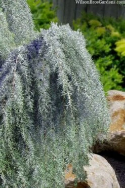 Raywood Weeping Arizona Cypress - 6 Gallon Pot -Plant Outlet Store cupressus arizonica raymonds weeping arizona cypress 3