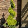 Goldcrest Monterey Lemon Cypress Spiral Topiary - 2 Gallon Pot -Plant Outlet Store cypress goldcrest monterey spiral topiary 11