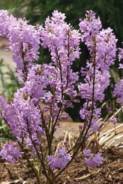 Lilac Daphne (Daphne Genkwa) - 2 Gallon Pot 14 Lilac Daphne (Daphne Genkwa) - 2 Gallon Pot -Plant Outlet Store daphne genkwa lilac daphne 5