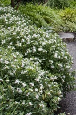 Jim's Pride White Summer Daphne - Daphne X Transatlantica - 1 Gallon Pot -Plant Outlet Store daphne jims pride 1