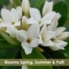 Jim's Pride White Summer Daphne - Daphne X Transatlantica - 2 Gallon Pot -Plant Outlet Store daphne jims pride 15 1