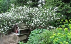 Jim's Pride White Summer Daphne - Daphne X Transatlantica - 2 Gallon Pot -Plant Outlet Store daphne jims pride 3 1