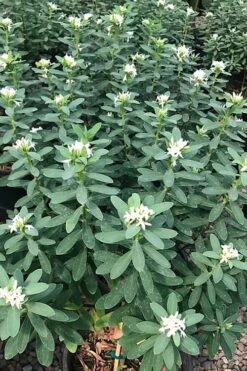 Jim's Pride White Summer Daphne - Daphne X Transatlantica - 2 Gallon Pot -Plant Outlet Store daphne jims pride 7 1