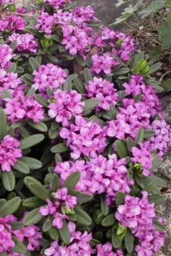 Lawrence Crocker Dwarf Daphne - 2 Gallon Pot -Plant Outlet Store daphne lawrence crocker 3 1