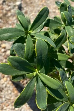 Splash Variegated Summer Daphne - 1 Gallon Pot 11 Splash Variegated Summer Daphne - 1 Gallon Pot -Plant Outlet Store daphne splash summer daphne 1
