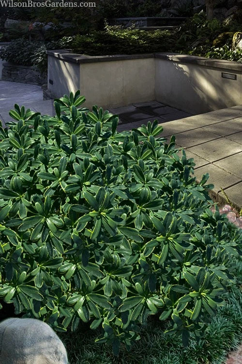 Splash Variegated Summer Daphne - 1 Gallon Pot 7 Splash Variegated Summer Daphne - 1 Gallon Pot - Image 5