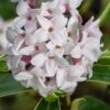 Splash Variegated Summer Daphne - 1 Gallon Pot 1 Splash Variegated Summer Daphne - 1 Gallon Pot -Plant Outlet Store daphne splash variegated summer daphne 8