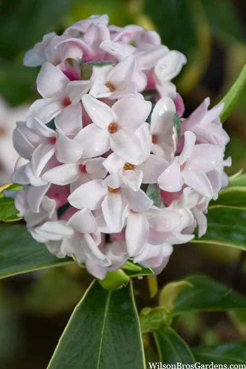 Splash Variegated Summer Daphne - 1 Gallon Pot 3 Splash Variegated Summer Daphne - 1 Gallon Pot