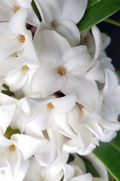 White Perfume Princess Winter Daphne - 2 Gallon Pot 12 White Perfume Princess Winter Daphne - 2 Gallon Pot -Plant Outlet Store daphne white perfume princess 3