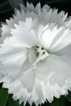Super Trouper White Dianthus - 5 Pack Of Quart Pots -Plant Outlet Store dianthus super trouper white 500x750 1
