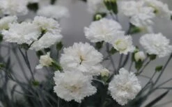 Super Trouper White Dianthus - 5 Pack Of Quart Pots -Plant Outlet Store dianthus supertrouper white carnations 2