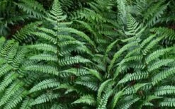 Champions Wood Fern (Dryopteris Championii) - 1 Gallon Pot 12 Champions Wood Fern (Dryopteris Championii) - 1 Gallon Pot -Plant Outlet Store dryopteris championii champions wood fern 2