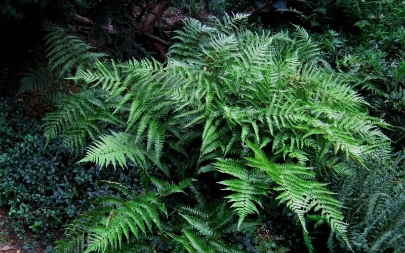 Champions Wood Fern (Dryopteris Championii) - 1 Gallon Pot 7 Champions Wood Fern (Dryopteris Championii) - 1 Gallon Pot - Image 5