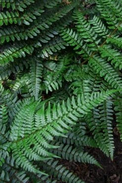 Champions Wood Fern (Dryopteris Championii) - 1 Gallon Pot 14 Champions Wood Fern (Dryopteris Championii) - 1 Gallon Pot -Plant Outlet Store dryopteris championii champions wood fern 7