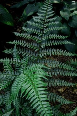 Champions Wood Fern (Dryopteris Championii) - 1 Gallon Pot 15 Champions Wood Fern (Dryopteris Championii) - 1 Gallon Pot -Plant Outlet Store dryopteris championii champions wood fern 8