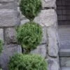 Poodle Tier Dwarf Alberta Spruce 3 Ball Topiary (3-Ball) - 3 Gallon Pot -Plant Outlet Store dwarf alberta spruce 3 ball poodle tier 12