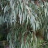 Angus Cold Hardy Eucalyptus Tree (Eucalyptus Nicholii) - 3 Quart Pot 2 Angus Cold Hardy Eucalyptus Tree (Eucalyptus Nicholii) - 3 Quart Pot -Plant Outlet Store eucalyoptus nicholii angus 1