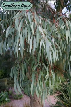 Angus Cold Hardy Eucalyptus Tree (Eucalyptus Nicholii) - Quart Pot -Plant Outlet Store eucalyoptus nicholii angus 1 2