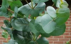 Big O Cold Hardy Eucalyptus Tree (Eucalyptus Neglecta) - 2 Gallon Pot -Plant Outlet Store eucalyptus bigo leaves 2