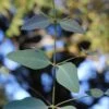 Grace Cold Hardy Eucalyptus Tree (Eucalyptus Elliptica) - 3 Quart Pot -Plant Outlet Store eucalyptus elliptica grace 1 2