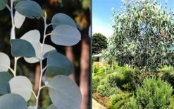 Mappa Tassie Cold Hardy Eucalyptus Tree (Eucalyptus Pauciflora) - Quart Pot -Plant Outlet Store eucalyptus mappa tassie combo 2