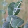 Big O Cold Hardy Eucalyptus Tree (Eucalyptus Neglecta) - 3 Quart Pot 2 Big O Cold Hardy Eucalyptus Tree (Eucalyptus Neglecta) - 3 Quart Pot -Plant Outlet Store eucalyptus neglecta big 0 1 1