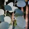 Mappa Tassie Cold Hardy Eucalyptus Tree (Eucalyptus Pauciflora) - 3 Quart Pot 2 Mappa Tassie Cold Hardy Eucalyptus Tree (Eucalyptus Pauciflora) - 3 Quart Pot -Plant Outlet Store eucalyptus pauciflora mappa tassie 1 1