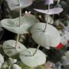 Luna Cold Hardy Eucalyptus Tree (Eucalyptus Perriniana) - Quart Pot -Plant Outlet Store eucalyptus perreniana luna 1 1