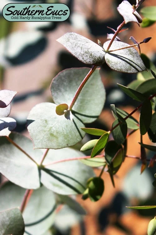 Maggie Cold Hardy Eucalyptus Tree (Eucalyptus Nova Anglica) - 3 Gallon Pot 3 Maggie Cold Hardy Eucalyptus Tree (Eucalyptus Nova Anglica) - 3 Gallon Pot