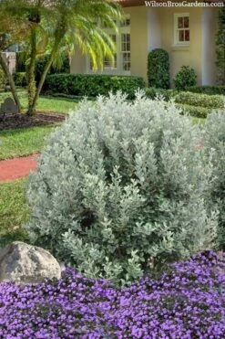 Bambina Dwarf Pineapple Guava (Feijoa Sellowiana ' Tharfiona') - 3 Gallon Pot -Plant Outlet Store feijoa sellowiana tharfiona bambina pineapple guava 3