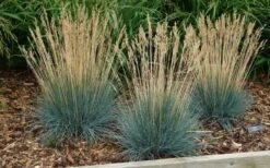 Beyond Blue Festuca (Fescue) - 3 Pack Of Quart Pots -Plant Outlet Store festuca20beyond20blue