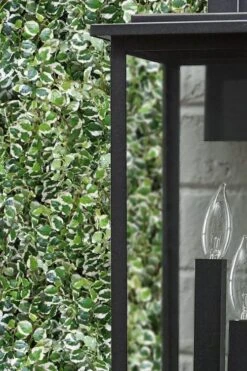 Variegated Creeping Fig - Ficus Pumila 'Variegata' - 6 Pack Of Pint Pots -Plant Outlet Store ficus pumila variegata creeping fig 101