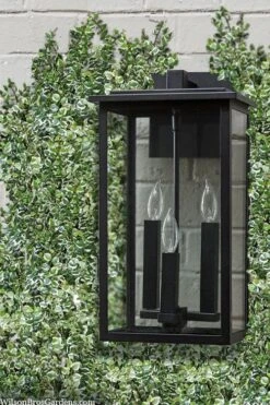 Variegated Creeping Fig - Ficus Pumila 'Variegata' - 6 Pack Of Pint Pots -Plant Outlet Store ficus pumila variegata creeping fig 102