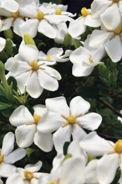 Snow Girl Hardy Dwarf Gardenia - 3 Gallon Pot 11 Snow Girl Hardy Dwarf Gardenia - 3 Gallon Pot -Plant Outlet Store gardenia jasminoides snow girl 1