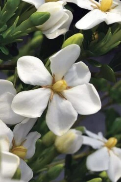 Snow Girl Hardy Dwarf Gardenia - 3 Gallon Pot 12 Snow Girl Hardy Dwarf Gardenia - 3 Gallon Pot -Plant Outlet Store gardenia jasminoides snow girl 2