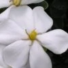 Snow Girl Hardy Dwarf Gardenia - 3 Gallon Pot -Plant Outlet Store gardenia jasminoides snow girl 4